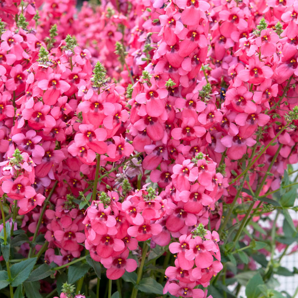 Diascia 'Aurora Dark Pink'