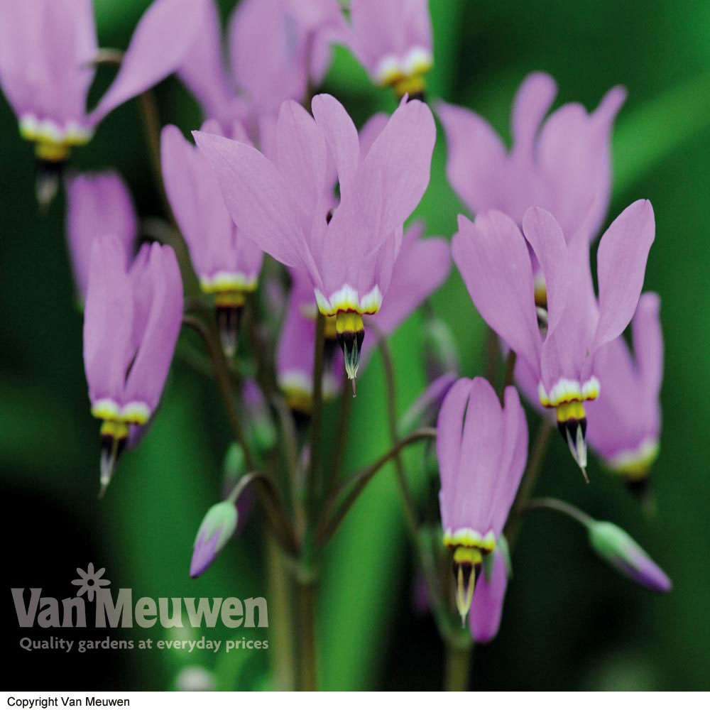 Dodecatheon meadia