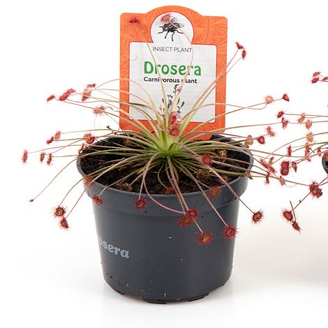 Drosera paradoxa (House Plant)