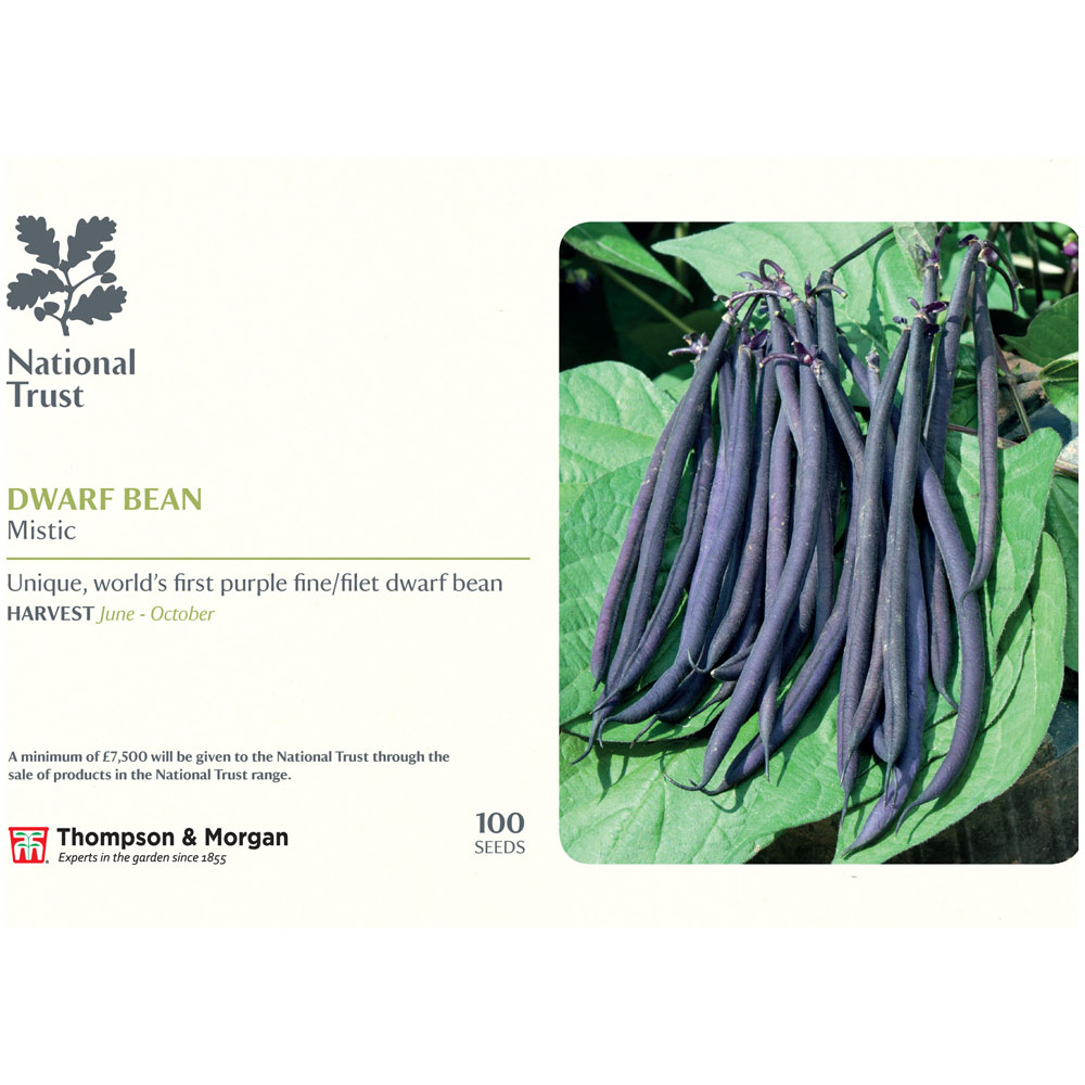 Dwarf Bean 'Mistic' (French Bean) (National Trust)
