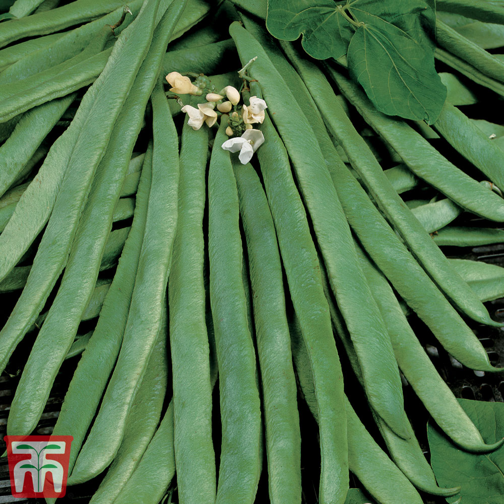 Runner Bean 'White Emergo' - Organic Seeds