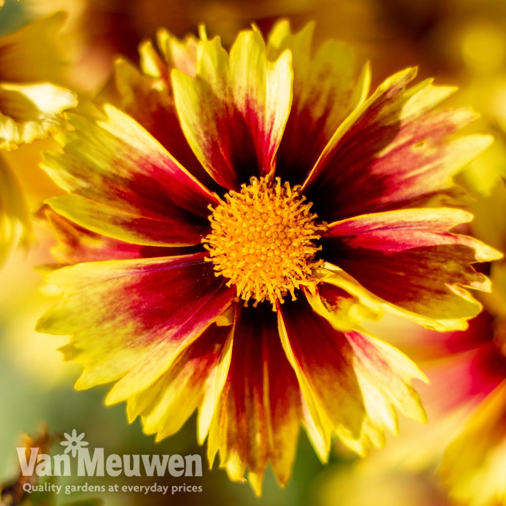 Coreopsis 'Enchanted Eve'