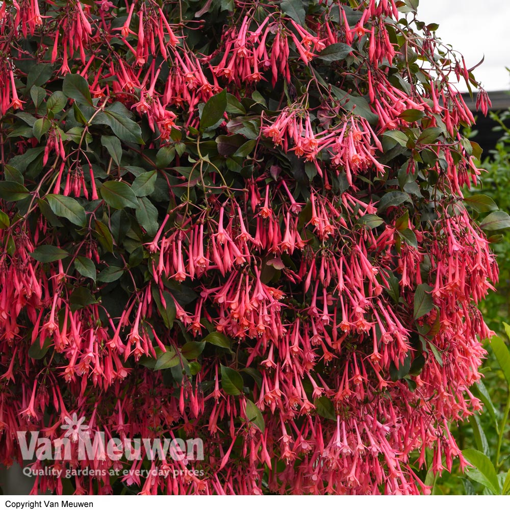 Fuchsia 'Eruption'