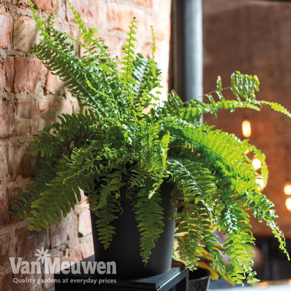 Dryopteris affinis (House Plant)