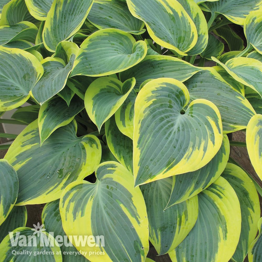 Hosta 'First Frost'