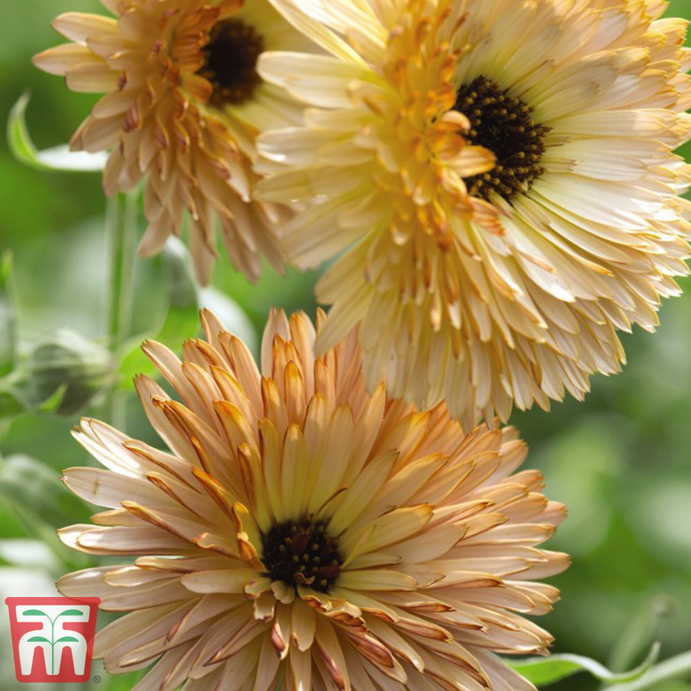 Calendula 'Solar Flashback'