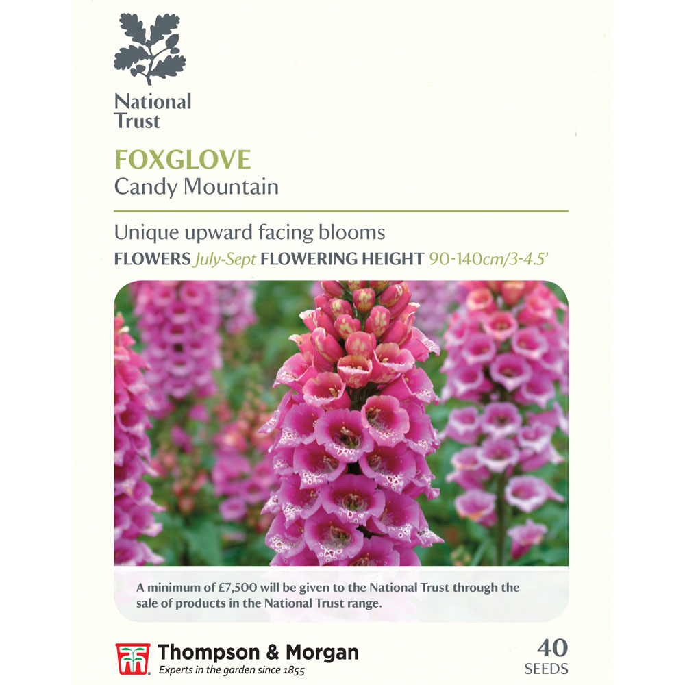 Foxglove 'Candy Mountain' (National Trust)