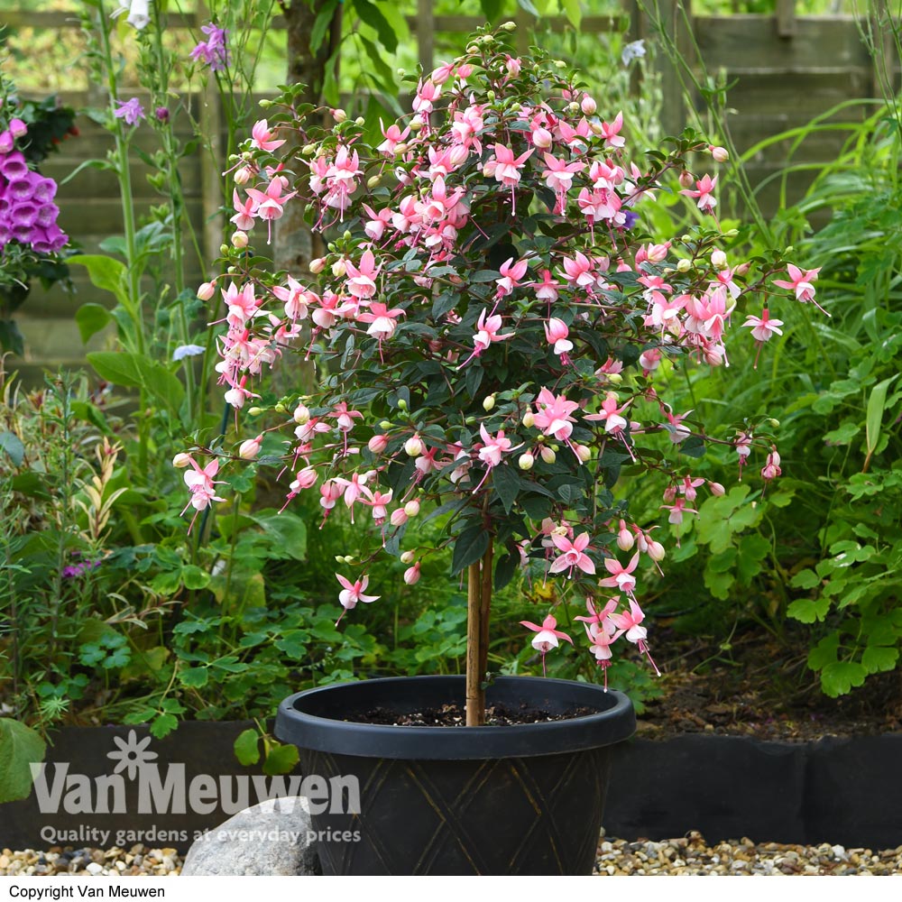 Fuchsia 'Elma' (Hardy) (Standard)