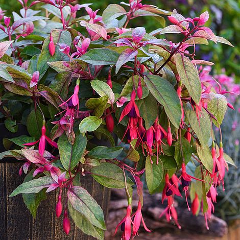 Fuchsia 'Happy Birthday' (Hardy)