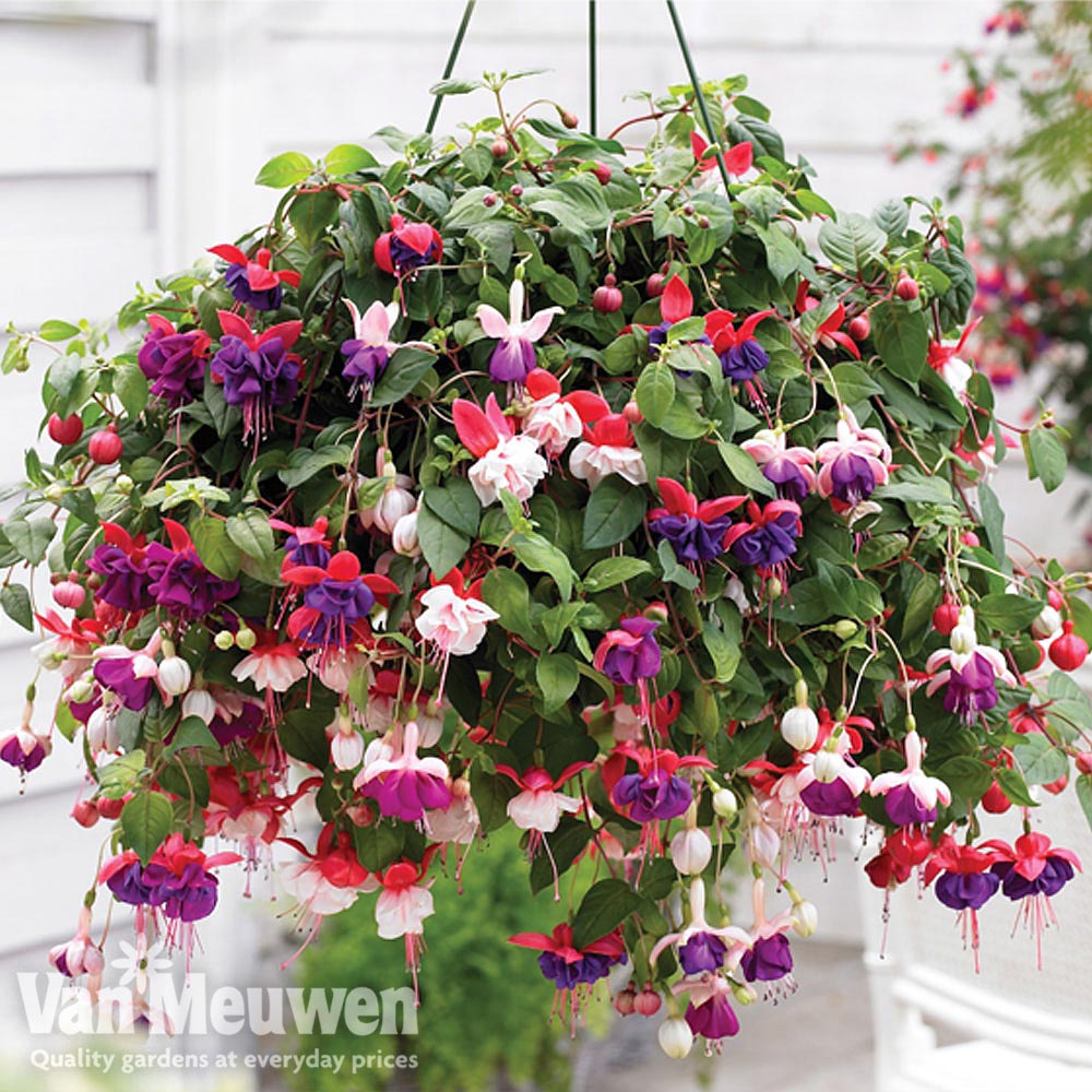 Fuchsia Trailing Pre-Planted Basket