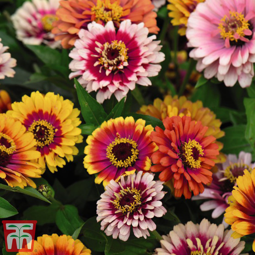 Zinnia elegans 'Funfair Mix'