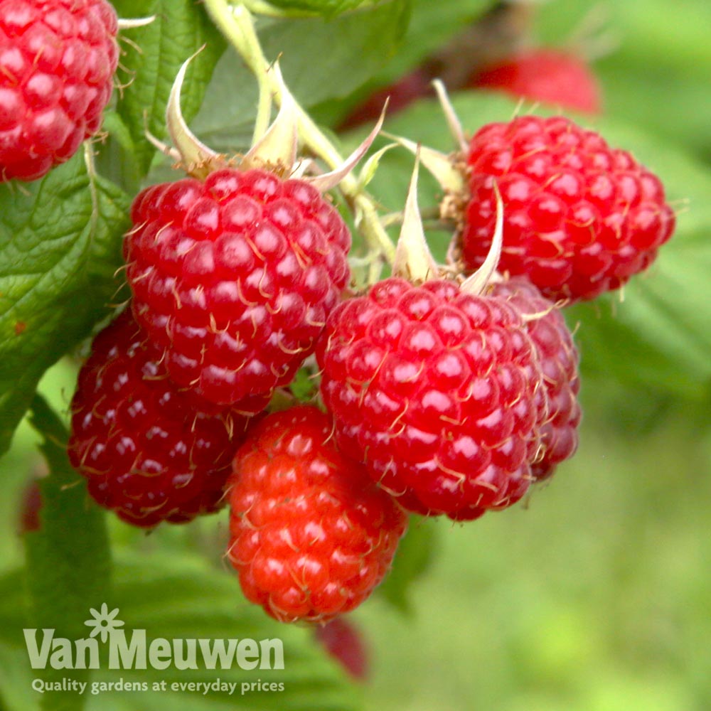 Raspberry 'Glen Fyne' (Summer fruiting)