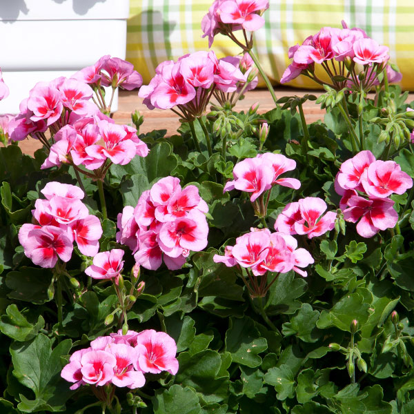 Geranium 'Flower Fairy Pink Splash'