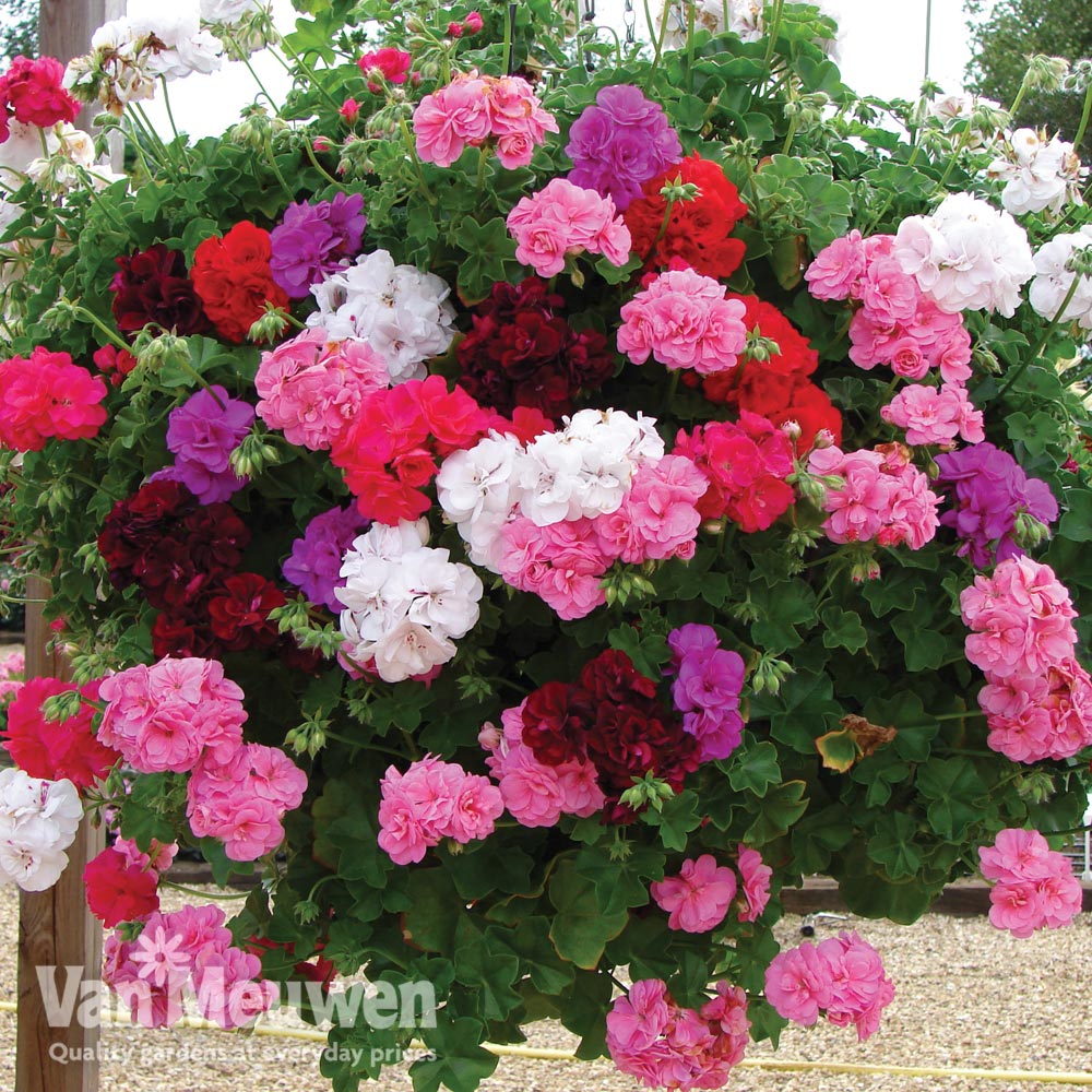 Geranium 'Rosebud Collection'