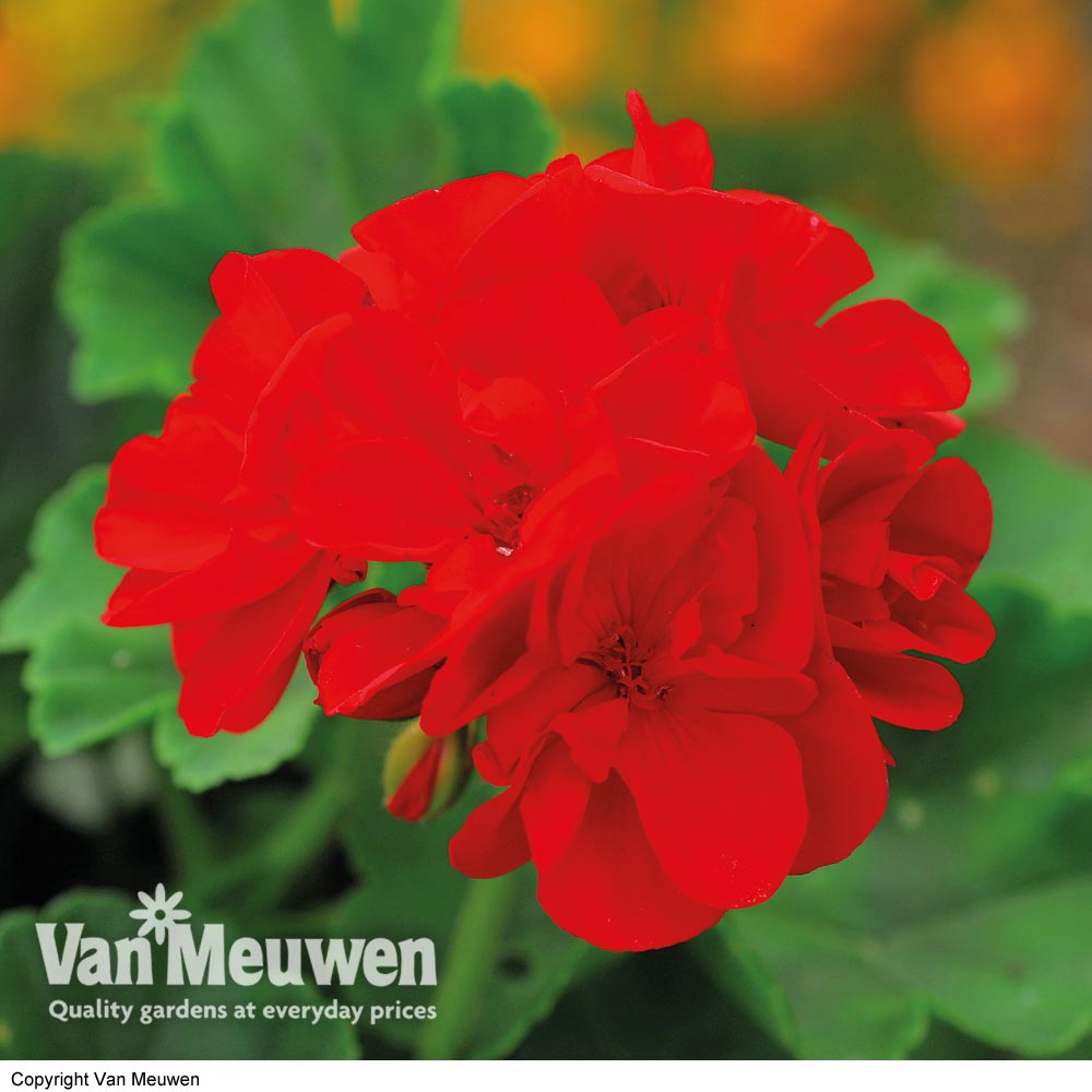 Geranium 'Classic Scarlet Red'