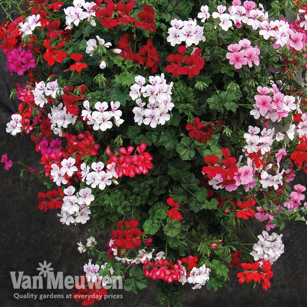 Geranium 'GeRainbow&trade; Mixed'