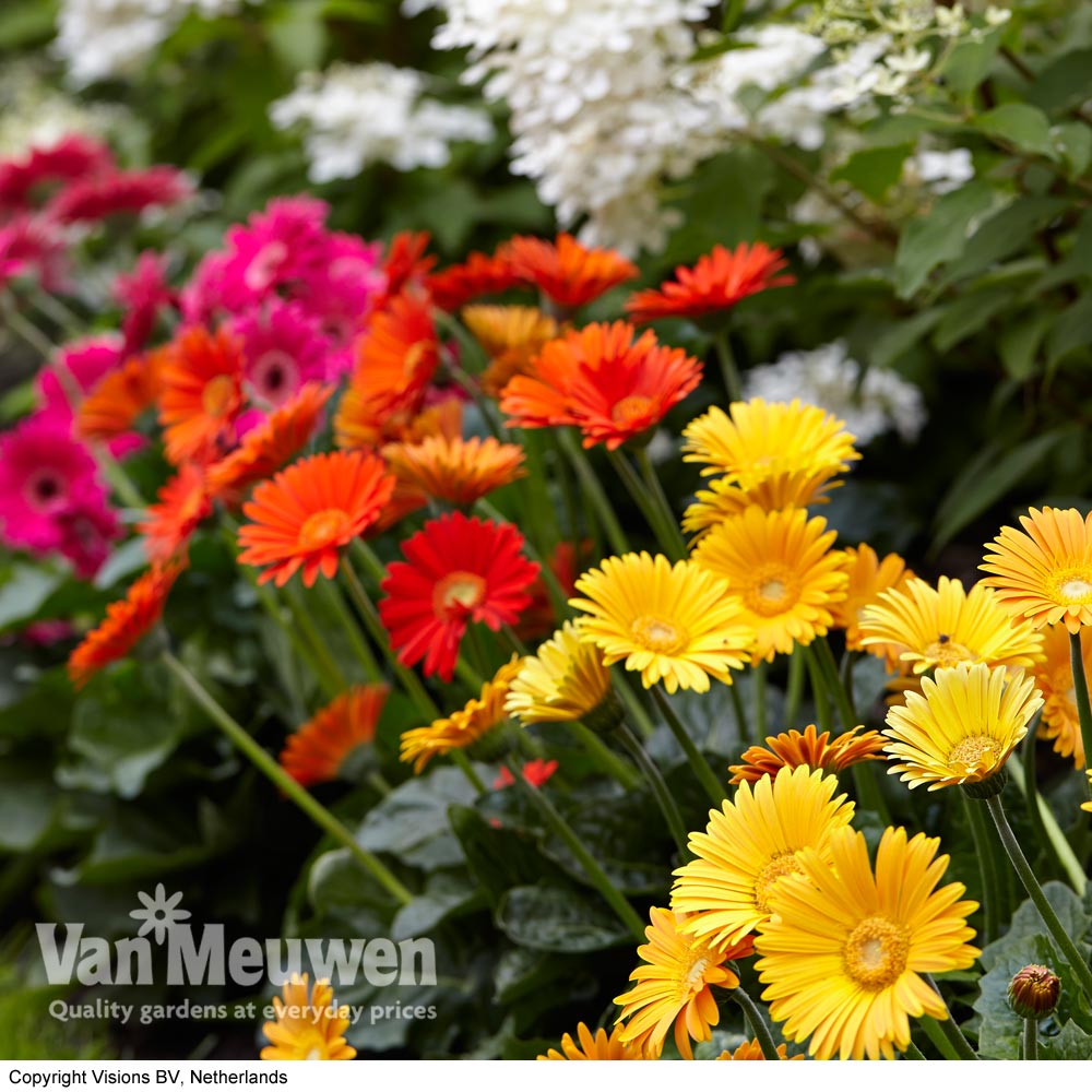 Gerbera 'Sweet Collection' (Hardy)