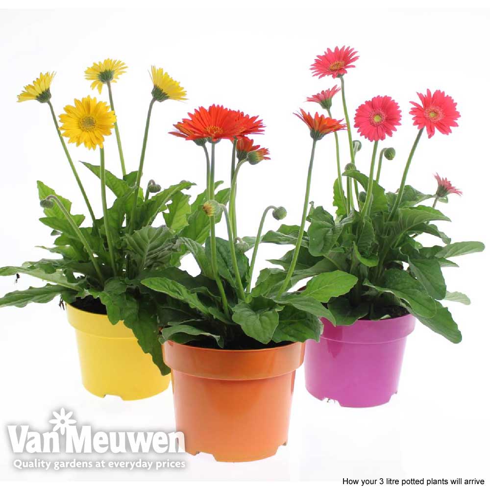 Gerbera 'Sweet Heart' | Van Meuwen