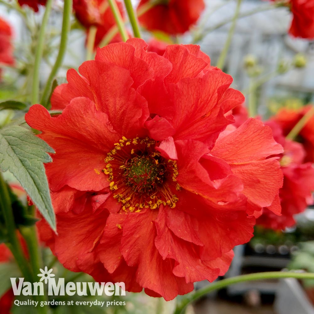 Geum 'Samba Sunset'