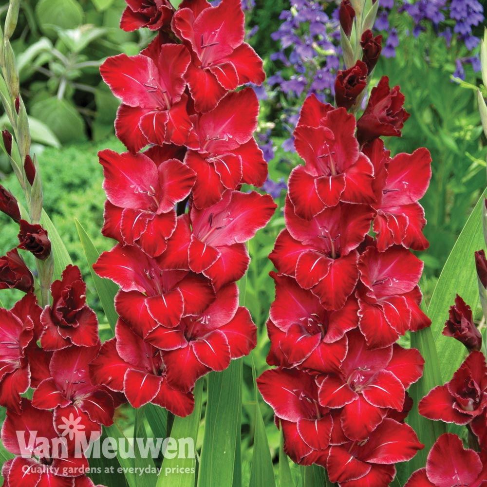 Gladiolus 'Baccarat'