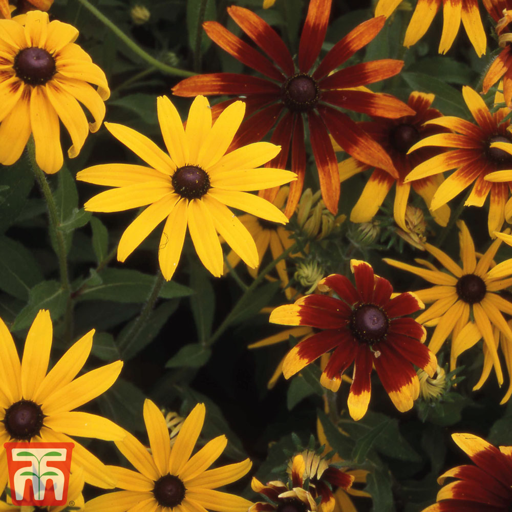 Rudbeckia hirta 'Gloriosa Daisies'