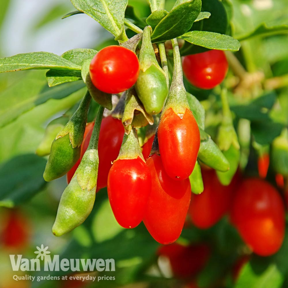 Goji Berry 'Sweet Lifeberry'