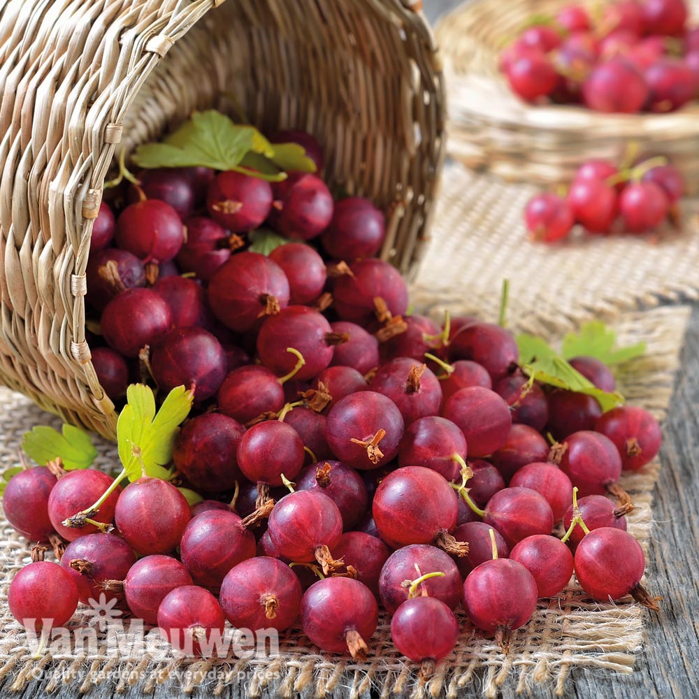 Gooseberry 'Captivator'