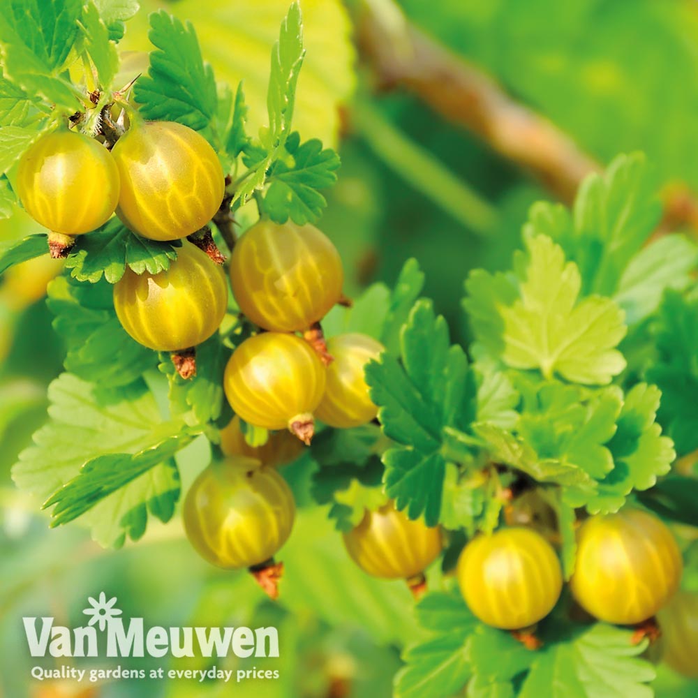 Gooseberry 'Giggles Gold'