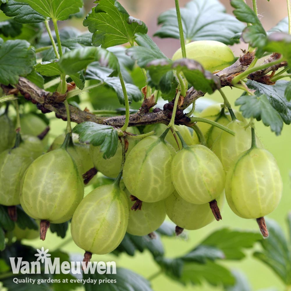 Gooseberry 'Giggles Green'