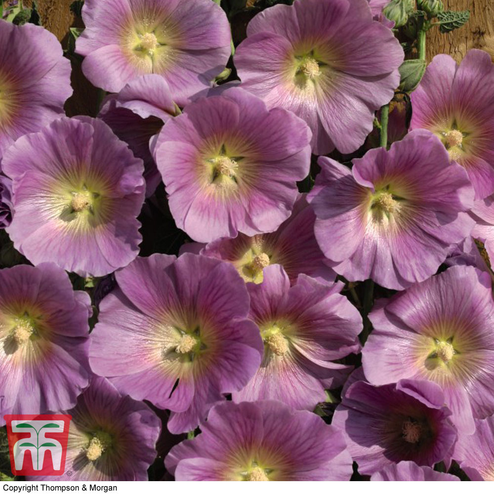 Hollyhock 'Halo Pink'