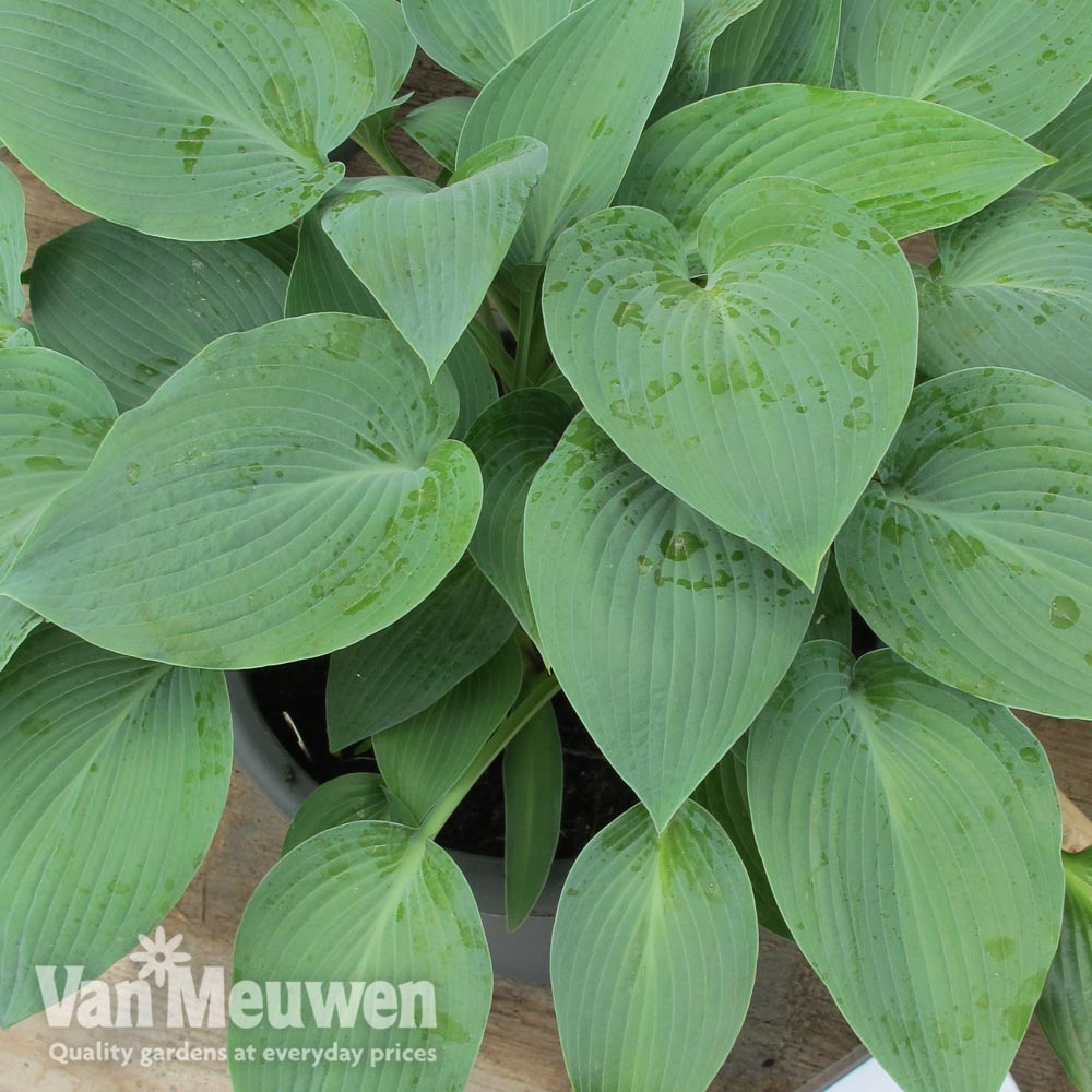 Hosta 'Halcyon'