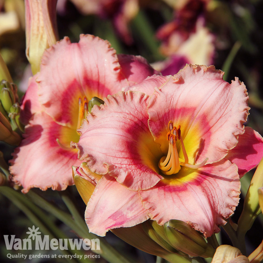 Hemerocallis 'Strawberry Candy'