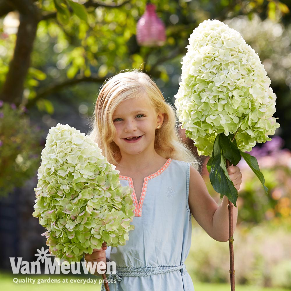 Hydrangea paniculata 'Hercules'