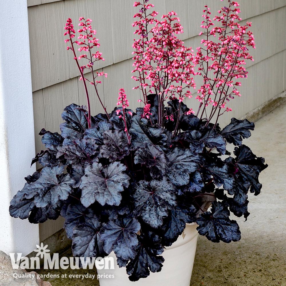 Heuchera 'Timeless Night'