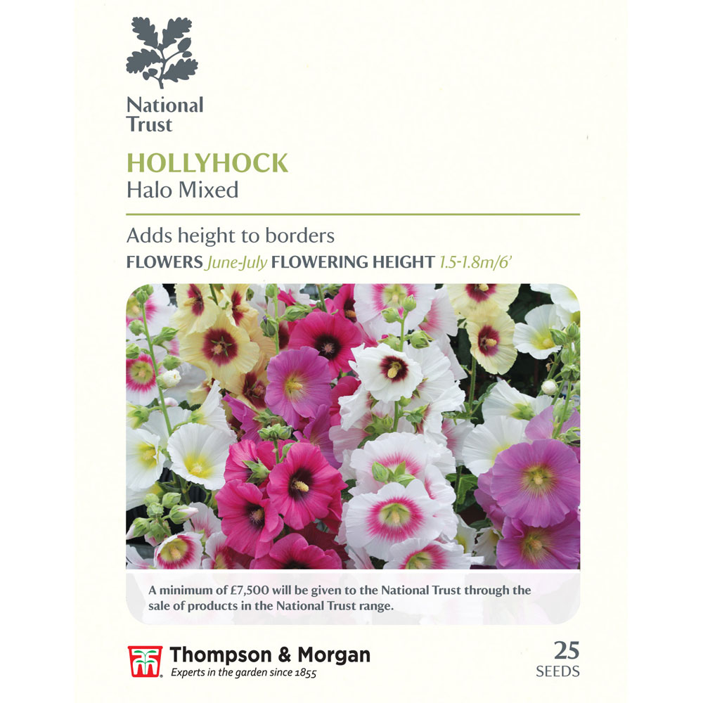 Hollyhock 'Halo Mixed' (National Trust)