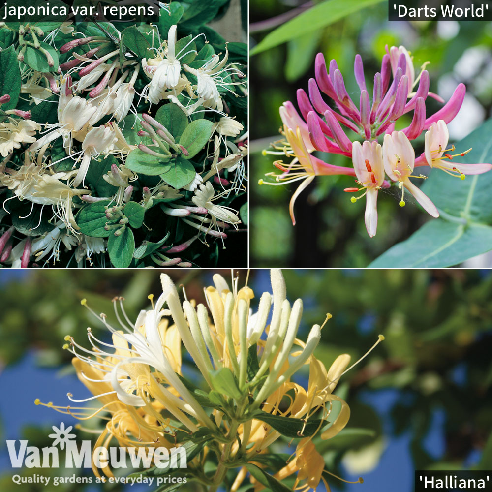 Scented Honeysuckle Collection