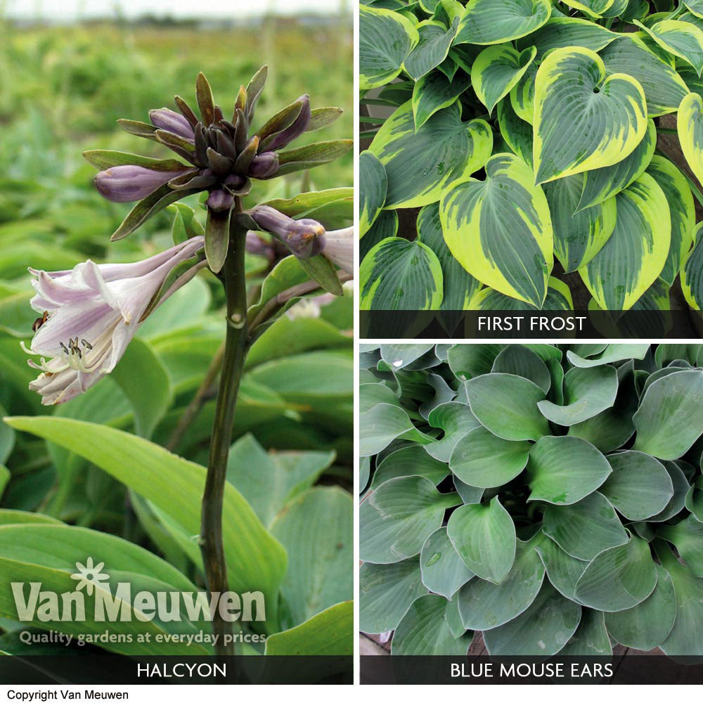 Hosta 'Slug Proof Collection'