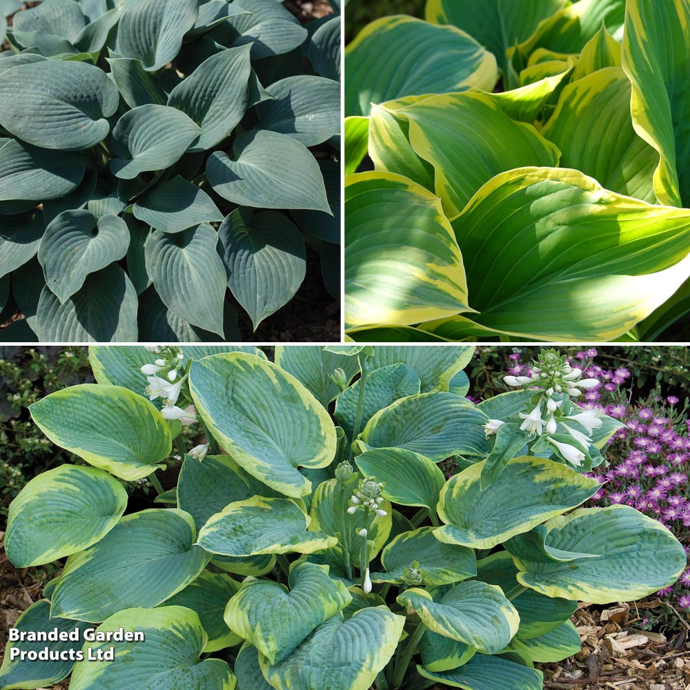 Decorative Hosta Collection