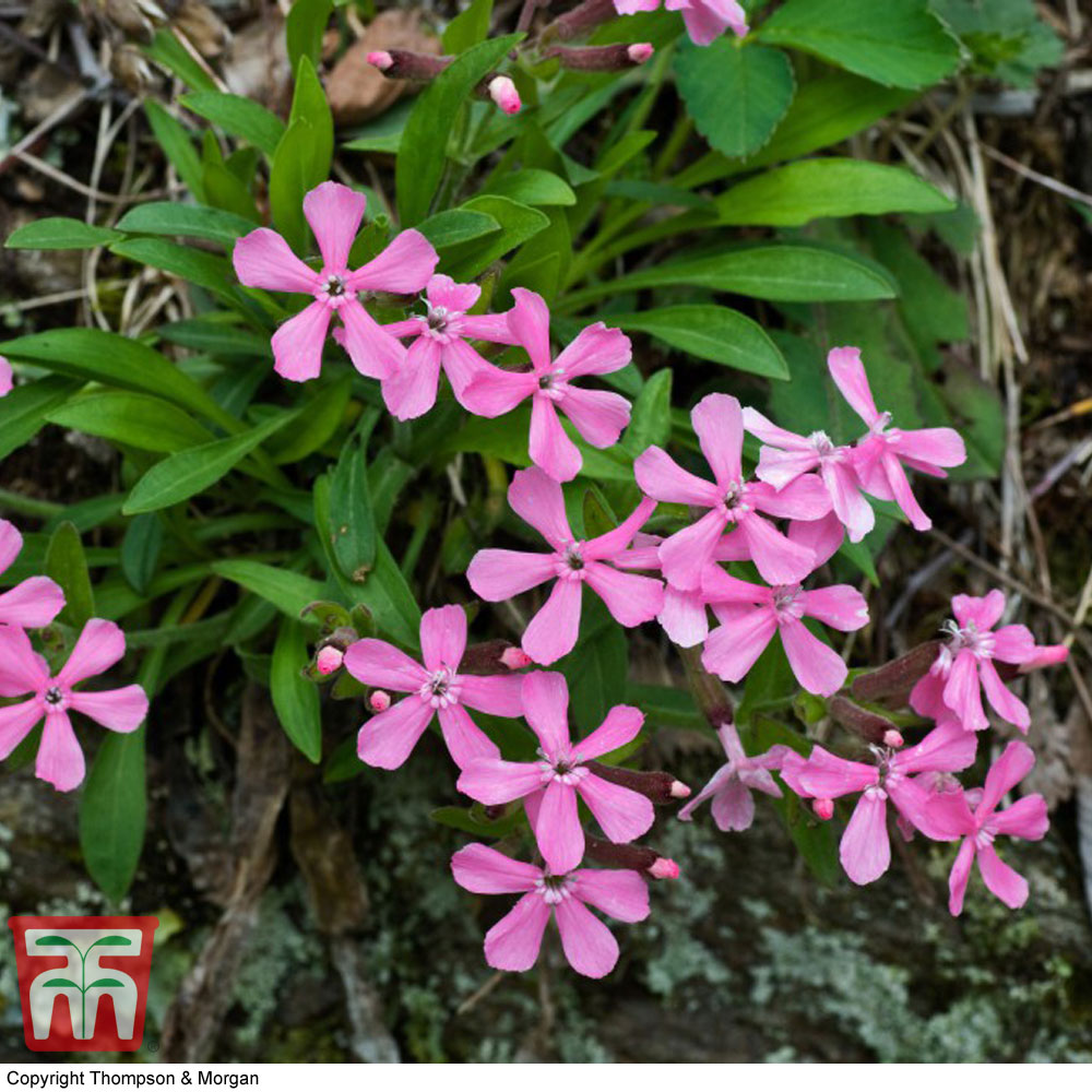 Silene caroliniana 'Hot Pink'