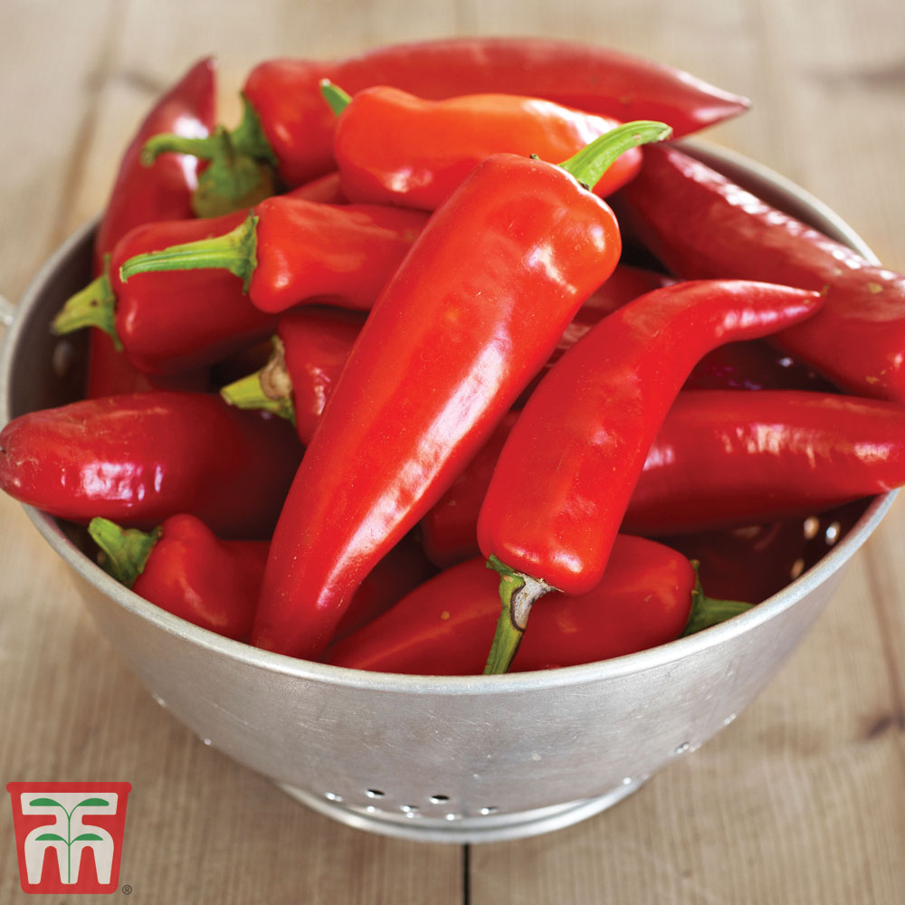 Chilli Pepper 'Hungarian Hot Wax' (Moderately Hot)
