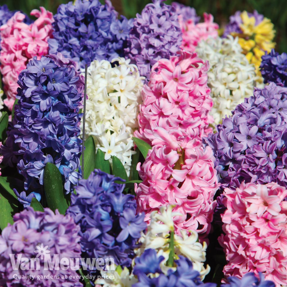 Hyacinth 'Value Mixed'