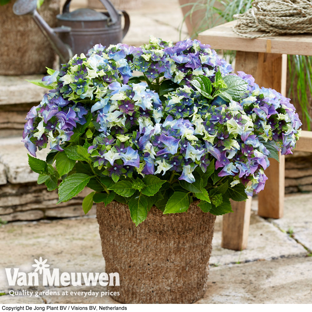 Hydrangea macrophylla 'Lady Mata Hari Blue' (Royalty Collection)