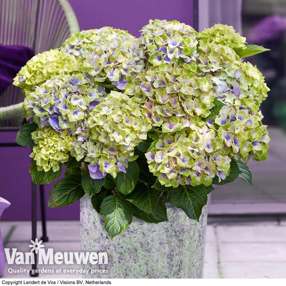 Hydrangea macrophylla 'Magical Jewel'