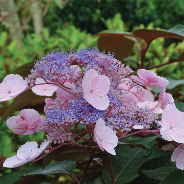 Hydrangea aspera 'Hot Chocolate'