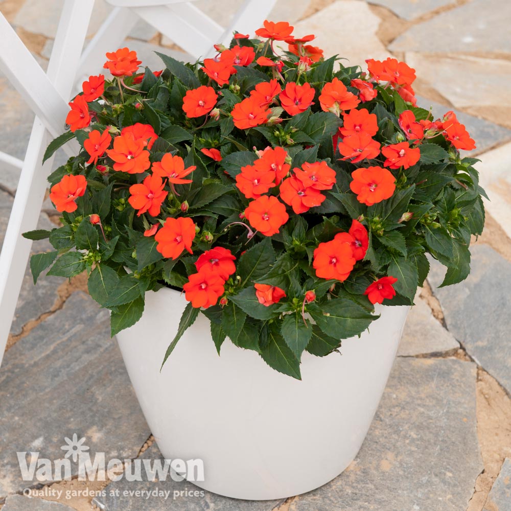 Busy Lizzie 'Sunpatiens Vigorous Orange Improved' (New Guinea)