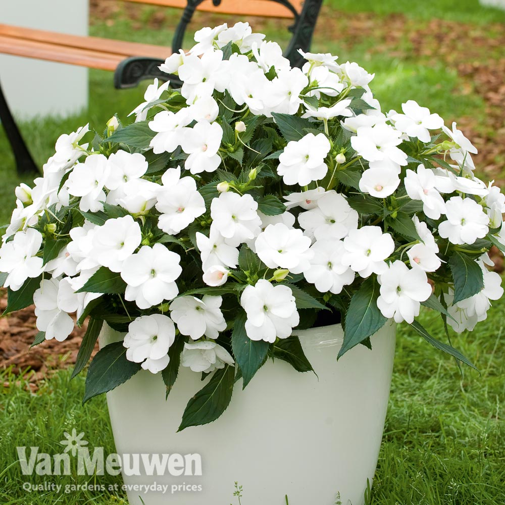 Busy Lizzie 'Sunpatiens Vigorous White' (New Guinea)