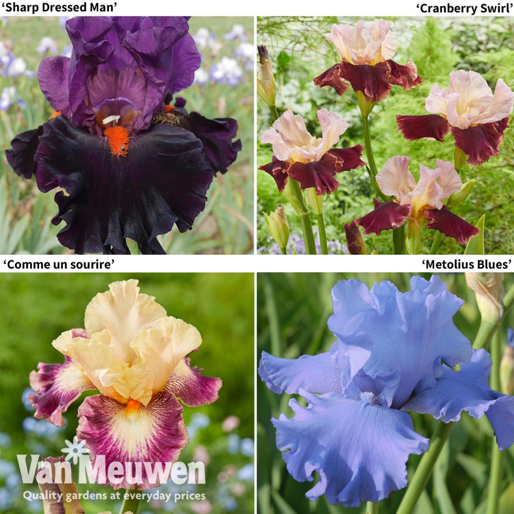 Iris Premium Collection