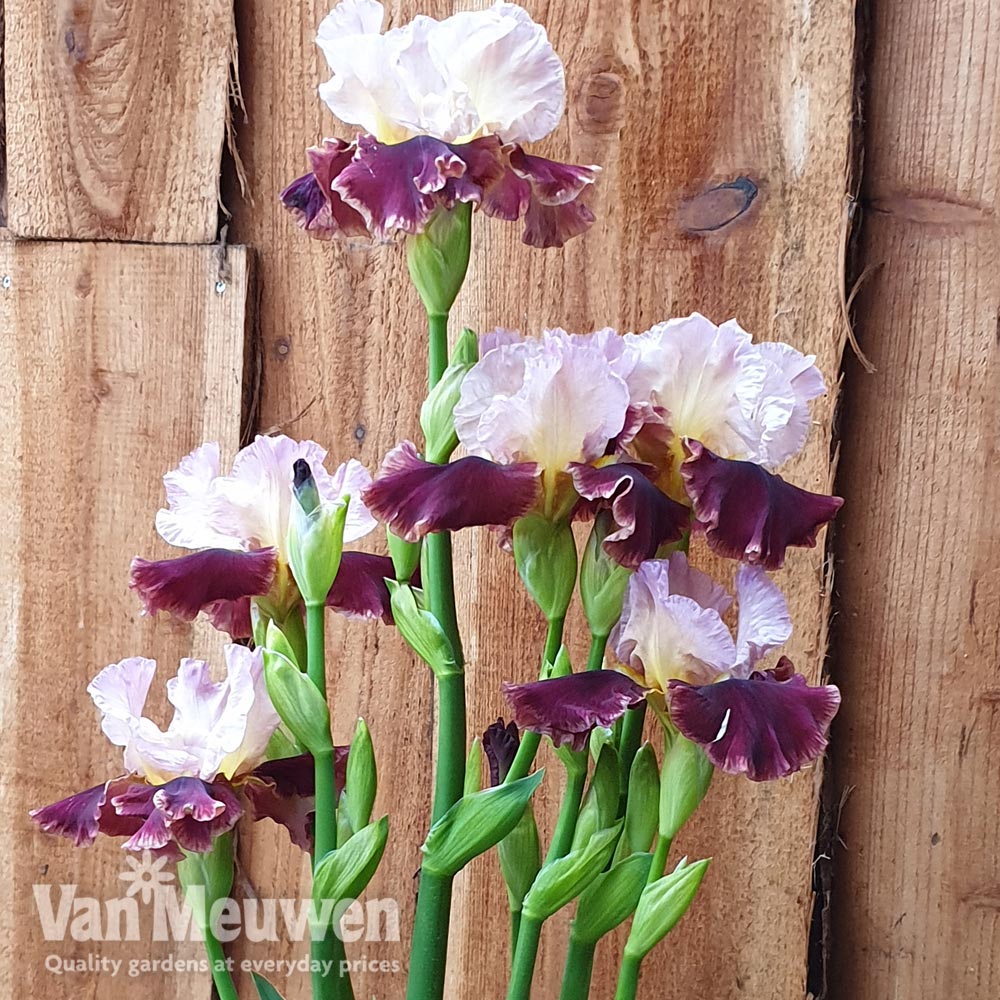 Iris 'Cranberry Swirl'