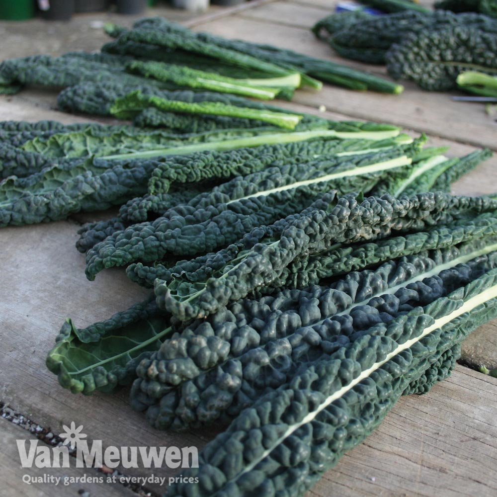 Kale 'Black Magic'