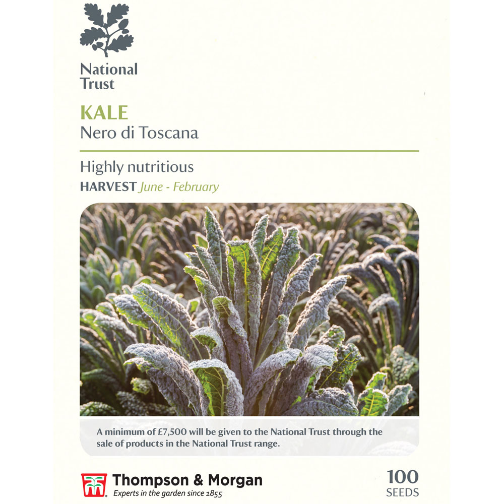 Kale 'Nero di Toscana' (National Trust)